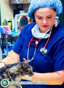 emergency veterinarian helping cat at vet hospital