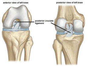 degenerative joint disease in dogs