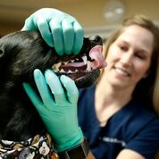 Dental care for pets