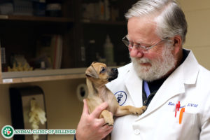 veterinarian Dr. Ken Brown, dog ear cropping