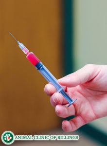 syringe filled with vaccine