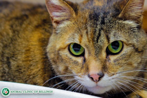 cat behavior modification - tabby colored cat with green eyes