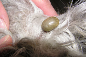 flea and tick prevention for dogs - huge tick on dog