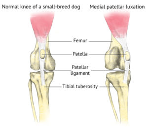 canine rehabilitation