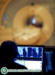 MRI technician reading images