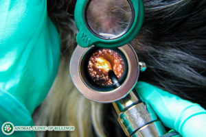 HD image inside the ear of a dog through otoscope