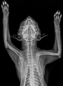 Cat Ultrasound, Mri, Xray And Radiology - Animal Clinic Of Billings