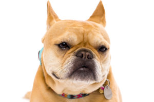 pet pain management