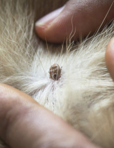 flea and tick prevention for dogs - tick found in dog's fur