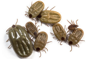 flea and tick prevention for dogs