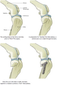 tplo surgery