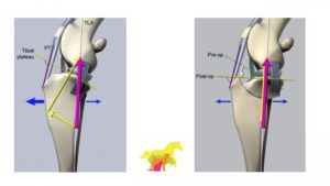 tplo surgery