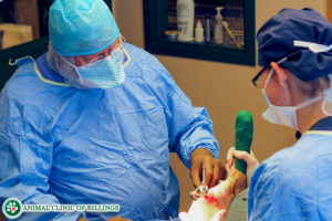 veterinarian performs TPLO surgery on a dog