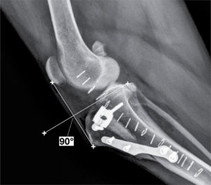 Canine TTA surgery x-ray of a dogs knee