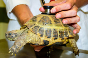 turtles are exotic pets that need veterinarian care too! This turtle has a stethoscope on his shell as the vet listens for its heartbeat.