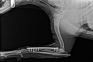 dog mri