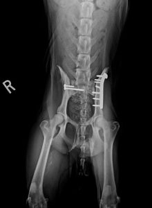 dog X-Ray of broken pelvis