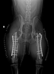 how much are x rays for dogs