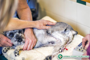 pet pain management