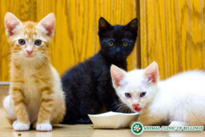 three little kittens