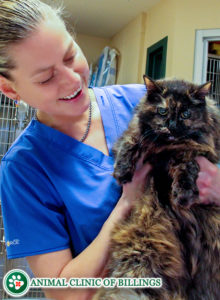 veterinarian smiling with cat