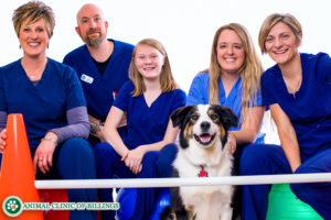 animal clinic of billings canine physical rehab therapy team