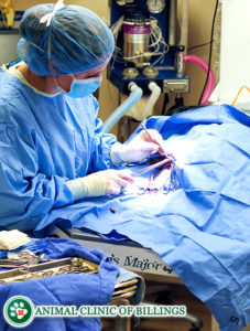 veterinarian performing surgery on dogs and cats