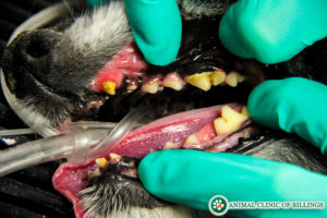 pet dental care