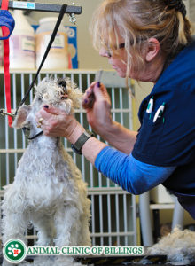 pet grooming