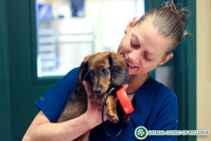 veterinarian holding pretty dog in vet hospital