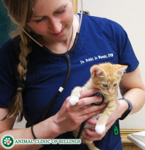 veterinarian listening to kittens heartbeat