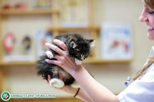 veterinarian with kitten