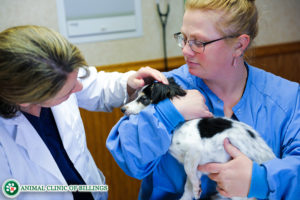 dog getting checked by a veterinarian