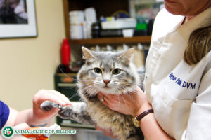 veterinarian trimming a cat's nails
