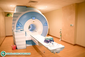 dog mri