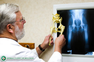 orthopedic surgery veterinarian checking x-ray