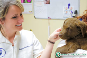 veterinarian petting dog at vet hospital
