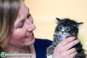 veterinarian holding kitten