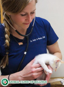 kitten veterinarian