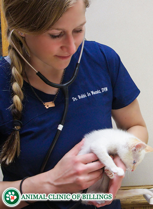 Cat Cardiology | Feline Heart Disease | Animal Clinic of Billings
