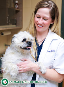 veterinarian with dog at veterinary hospital