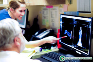 veterinarians checking dog x-rays