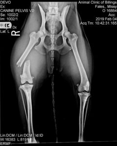 digital x-ray of a dog with a broken femur