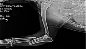 x-ray of broken leg on a dog