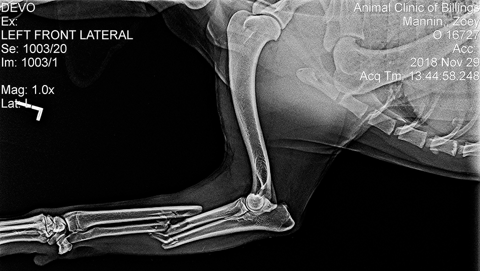 x-ray of broken leg on a dog veterinary orthopedic surgergy
