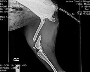 X-Ray of a broken femur on a dog