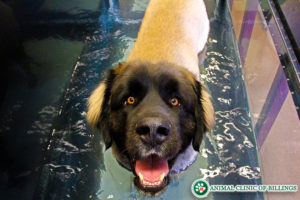 dog on underwater canine PRT hydrotherapy treadmill