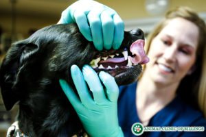 showing a dog's clean teeth at vet