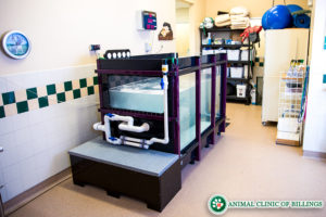 underwater treadmill for dog weight loss