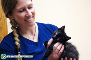 kitten with veterinarian at cat clinic